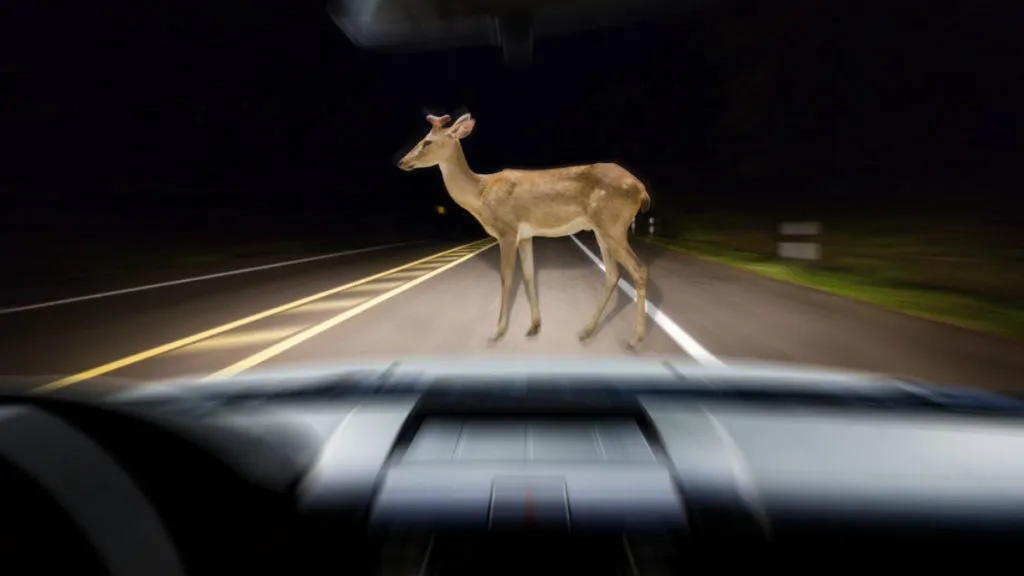 What to Do If You Hit a Deer